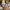 minion tim bob usj universal studio japan boneka tas photo 1