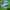 Adidas green star  photo 1