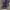 Phenix Avant Garde Vintage Windbreaker Pria purple photo 2