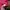 Kappa Streetwear Sportswear Sweatshirt Pria red photo 4