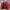 PGA Tour Golf Harrington jacket photo 2