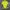 TNF Baselayer Yellow Stabillo photo 1