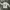 Crewneck National Geographic Thompson Gazelle photo 3