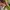 Longchamp LC Authentic CUIR Le Pliage L Lichen Tote bag Gree photo 3