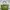 Longchamp LC Authentic CUIR Le Pliage L Lichen Tote Bag Gree