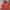 Chase Dream Winter Puffer Jacket photo 1