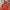 Chase Dream Winter Puffer Jacket photo 4