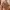 klora crop top brown photo 2