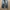 LEVIS 503 DISTRESSED DENIM PANTS photo 3
