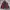  Vtg 90's Champion Windbreaker Jacket photo 1