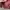 Casual Pink Salmon Jacket photo 5