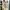 adidas campus x bad bunny photo 3