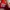 adidas campus 00s red and white photo 6