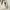 Vintage Fur coat Pria cream photo 5