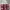 Furla Casual Shoulder bag Wanita pink photo 2