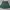 Green Skirt