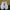 Sepatu Running Nike Free RN Triple White  photo 4