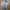 Celana Jeans Levis 501 Straight Leg Button Fly Ripped Mantab