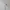 Polo Shirt Ralph Lauren Small Pony White photo 7