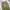 Whoau Repro M65 Cargo Pants 