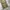 Whoau repro m65 cargo pants  photo 5