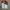 Adidas Gorpcore Windbreaker Pria White Red