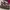 Charles And Keith Luxury Heels Wanita Purple