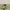 SHORT PANTS POLO RALPH LAUREN CELANA PENDEK CHINO CREAM ORIG photo 4