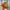 Vintage Casual Hat Pria tan photo 2