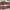 vans authenthic white anaheim photo 5