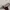 Loafer Flatshoes Wanita Kulit Asli UGG Ausi photo 4