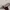 Loafer Flatshoes Wanita Kulit Asli UGG Ausi photo 5