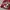 Gildan Rose Bowl 2013 Wisconsin Badgers Long Sleeve Crewneck photo 2