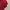 (BARU) Polo Shirt Jack Nicklaus Maroon Unisex photo 4