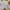 Cream Cargo Shorts 