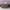 German army trainers ( gats ) photo 4