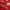 Umbro Sportswear Jersey Pria red photo 2