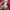 Adidas Minimalist Casual Hoody Pria red photo 6