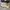 Converse Star Player Light Yellow photo 1