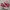 Converse Chuck Taylor All Star 70S High Enamel Red Egret