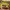 Tete Homme Y2K Casual Casual shirt Pria yellow photo 3