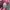 Fila tshirt pink photo 4