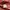 Kangol Open Collar photo 3