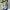 Adidas Superstar Bonega photo 2