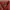 Britano Red Maroon Boxy Stripe shirt photo 3