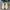 Adidas Forum Low White Green Gum photo 3