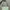 Sage Green Croco Shoulder Bag Mini