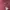 Hoodie Guest maroon photo 3
