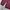 Sweater Tommy Hilfigher Knitwear Rajut Pria Salur Burgundy photo 3
