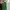 Green Cullote